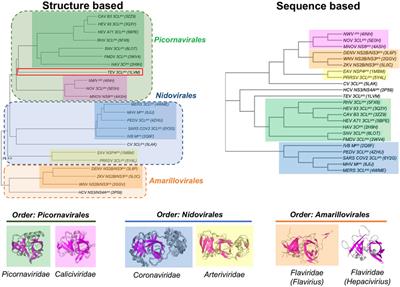 Structural similarities between SARS-CoV2 3CLpro and other viral proteases suggest potential lead molecules for developing broad spectrum antivirals